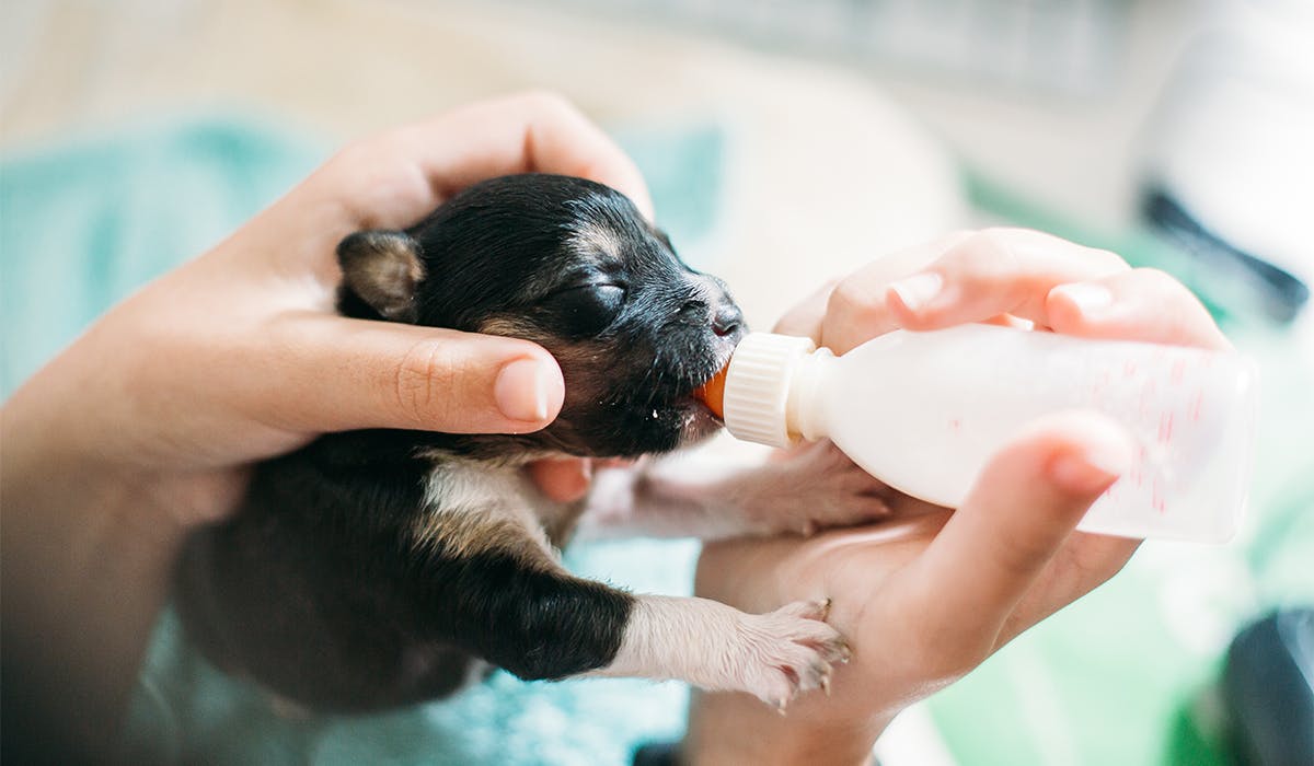 Best puppy milk for healthy development Pets Take A Break